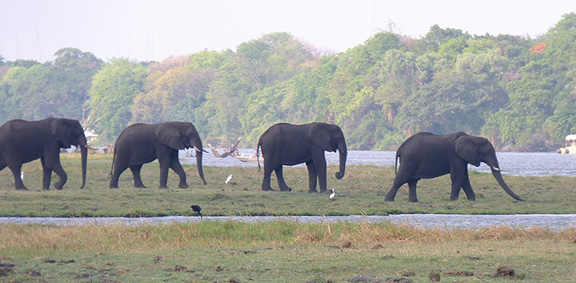 Elefanten zum Abschuss? - Botswana und die Elefantenfrage