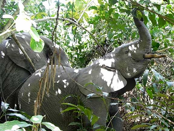 Elreco Forest Elephant 1