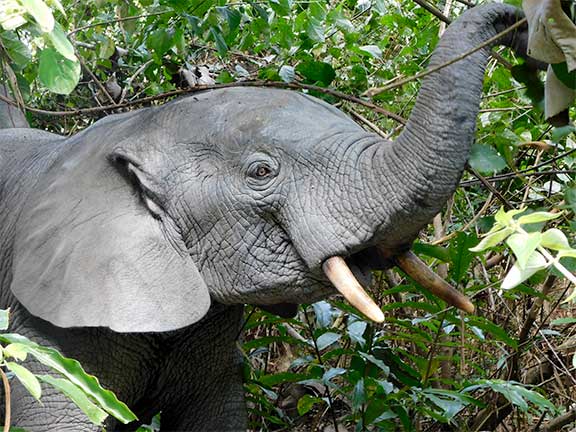 Elreco Forest Elephant 6