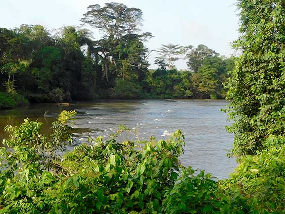 Impressionen Regenwald Liberia 1