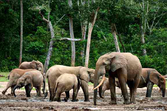 Forest elephants - climate artists threatened with extinction - Future for  Elephants .