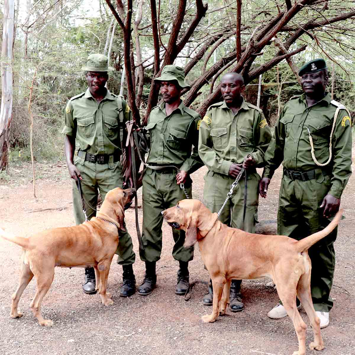 Big Life/Spürhunde Projekt in Kenia