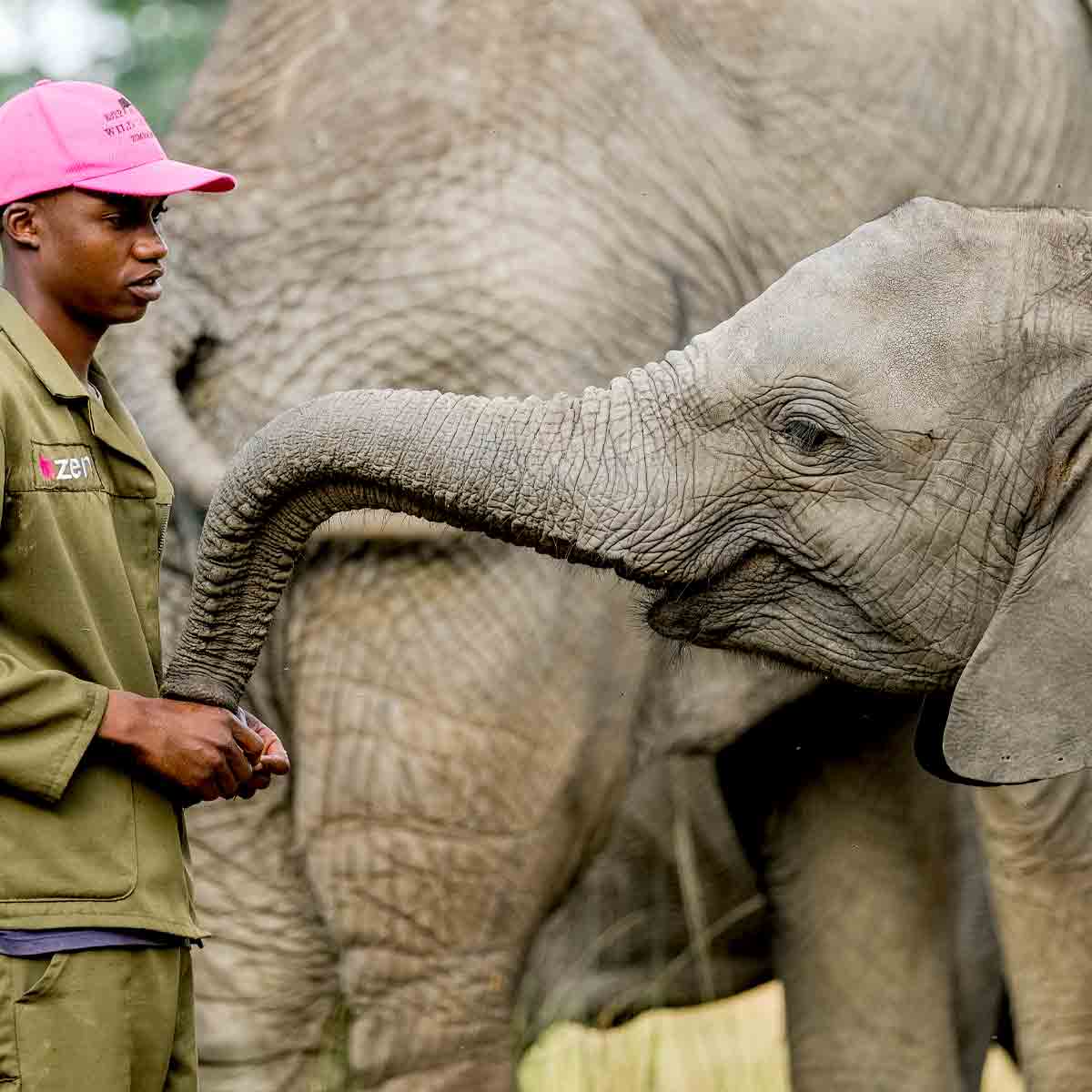 Care for Elephants/ Elefantenwaisen in Simbabwe